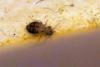 Cerobasis guestfalica
